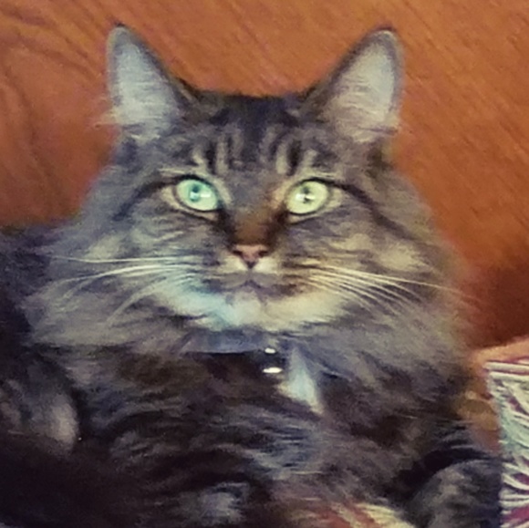 Meet your Posher, Kathy - Picture 1 of 1